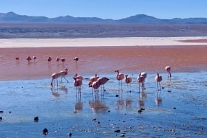 Visite guidée de 3 jours de la Laguna Colorada et du Salar d'Uyuni