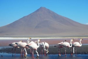 Laguna Colorada ja Salar de Uyuni 3 päivän opastettu retki