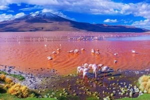 Laguna Colorada og Salar de Uyuni 3-dages guidet tur