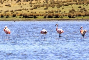 Jezioro Titicaca luksusowym pociągiem kończącym się w Arequipie na 3 dni