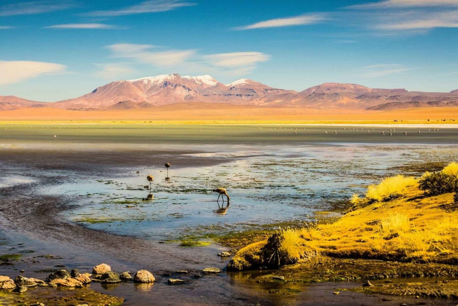 LaPaz:3Day Tour zum Salar de Uyuni und San Pedro de Ataca