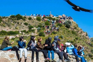 Excursion d'une journée au Canyon de Colca + Transfert à Puno