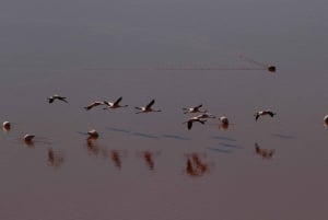 Oneway to the Uyuni Salt Flat and the Colored Lagoons