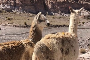 Oneway to the Uyuni Salt Flat and the Colored Lagoons