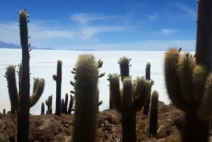 Oneway to the Uyuni Salt Flat and the Colored Lagoons