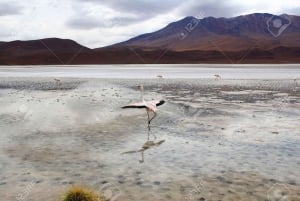 Privat 1D-tur till den röda lagunen och Lípez-regionen från Uyuni