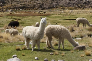 PRIVÉTOUR: SALAR DE UYUNI EN GRAZENDE LAMA'S