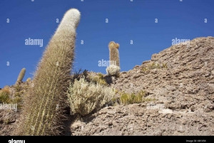 Meerdaagse tour naar de Salar de Uyuni in Bolivia