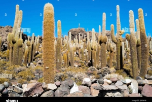 Excursión de varios días privada al Salar de Uyuni en Bolivia