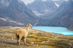 Passeio privado à Lagoa Singrenacocha saindo de Cusco