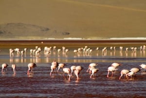 PRIVATE TOUR: UYUNI SALT FLAT 2 NIGHTS 3 DAYS WITH HOTELS