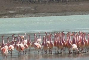 PRIVATE TOUR: UYUNI SALT FLAT 2 NIGHTS 3 DAYS WITH HOTELS