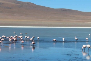 OHJELMA 3D/2N SAN PEDRO DE ATACAMA-UYUNI VIP YKSITYINEN PALVELU