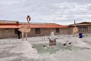 Puno || 3 päivän retki La Paziin ja Uyunin suolatasangoille.