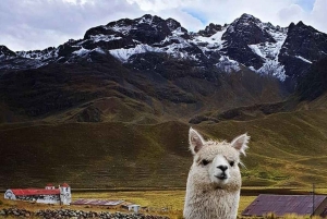 Rundrejse i Cusco: Solens rute + 1D i Puno med hotel
