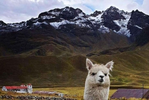 Edestakainen matka Cusco: Puno + 2D Punossa hotellilla.