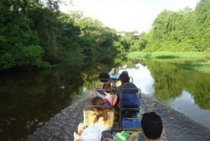 Rurrenabaque: Amazonas djungel och pampas, 4-dagars tur