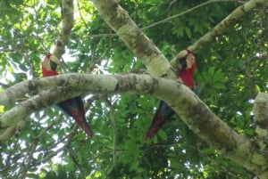 Rurrenabaque: Amazonas djungel och pampas, 4-dagars tur