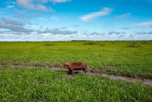 Excursão de 3 dias pela vida selvagem e cultura da Amazônia boliviana: Pampa y Selva
