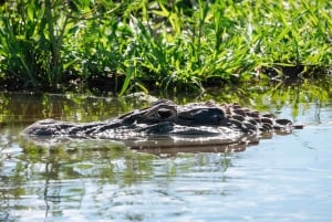 Excursão de 3 dias pela vida selvagem e cultura da Amazônia boliviana: Pampa y Selva