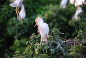 Excursão de 3 dias pela vida selvagem e cultura da Amazônia boliviana: Pampa y Selva