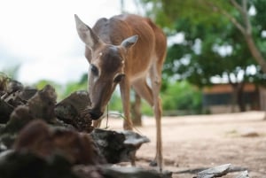 Excursão de 3 dias pela vida selvagem e cultura da Amazônia boliviana: Pampa y Selva