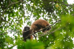 Excursão de 3 dias pela vida selvagem e cultura da Amazônia boliviana: Pampa y Selva