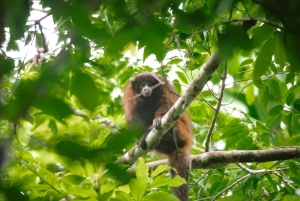 Excursão de 3 dias pela vida selvagem e cultura da Amazônia boliviana: Pampa y Selva