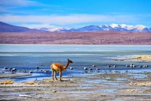 SALAR DE UYUNI EXPRESS ROUND TRIP 2 NIGHTS 3 DAYS