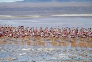 Salar de Uyuni - Jaettu kierros + espanjankielinen opas