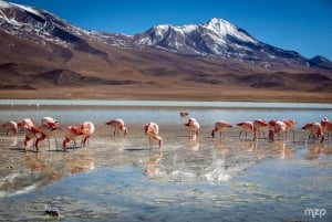 Salar Uyuni ruta lagunas guía español 2D 1N. ¡tour privado!