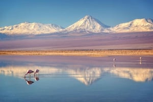 Salt flats, colorful Lagoons 3d 2n Tour + Transfer San Pedro