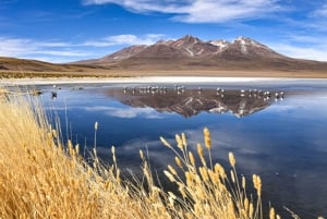 Salt flats, colorful lagoons 3d 2n Tour + Transfer San Pedro