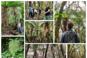 Samaipata Jungle Trek: scoprite le felci giganti di Amboró