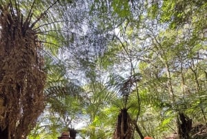 Samaipata Jungle Trek: Oplev de gigantiske bregner i Amboró