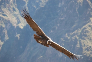 Samaipata: Kondorstien og den hemmelige fossen – guidet fottur