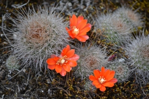Samaipata: Kondorstien og den hemmelige fossen – guidet fottur