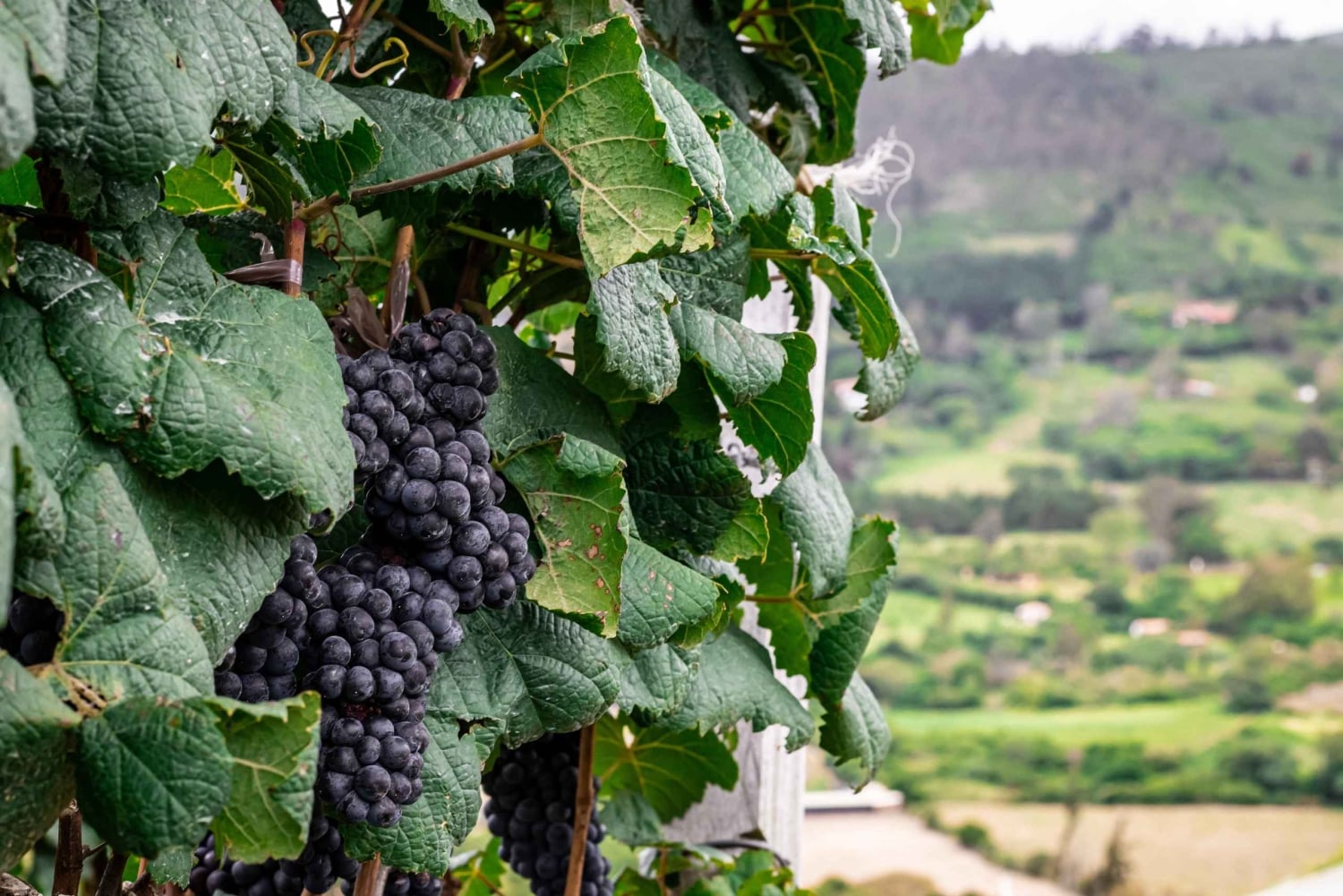 Samaipata: Vinos 1750 Vingårdstur med vinprovning