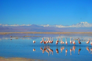 San Pedro de Atacama: 4-daagse excursie naar de zoutvlakte van Uyuni