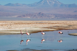 San Pedro de Atacama: 4 päivän retki Uyunin suolatasangolle.