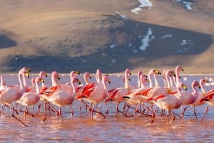 San Pedro de Atacama:4-day excursion to the Uyuni Salt Flats