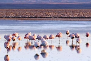 San Pedro de Atacama zum Salar de Uyuni 3 Tage Tour |Private|