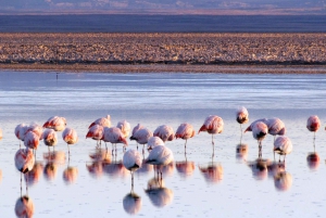 San Pedro de Atacama zum Salar de Uyuni 3 Tage Tour