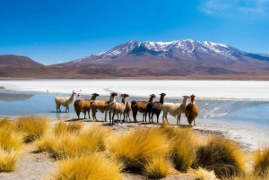 SAN PEDRO DE ATACAMA - UYUNI PÓŁPRYWATNA USŁUGA