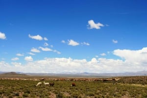 San Pedro de Atacama - Uyuni 3 dagar/2 nätter