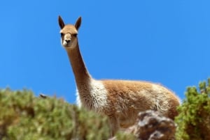 Lago Titicaca: dia inteiro na Ilha Mística