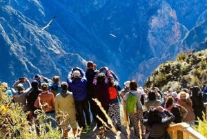 Tour - Colca Canyon Trekking 2D1N with Final in Puno