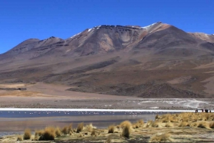 Tour Salar de Uyuni 3D/2N /Laguna Colorada/Geiser/Flamingos