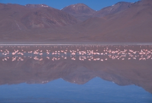 Transturin: Uyuni Salt - Lagunes - Uyuni - San Pedro Atacama 3 dagen - 2 nachten