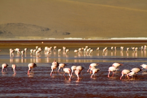 Transturin: Uyuni Salt - Laguna Colores 3 dager 2 netter - Salt Hotell